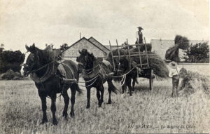 Chevaux charette moisson grain